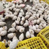 جوجه بوقلمون بیوتی ۶