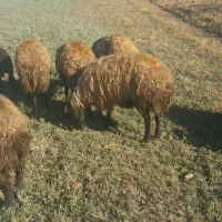 میش و بره|حیوانات مزرعه|کامیاران, |دیوار