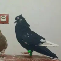 سبزآلمانی|پرنده|چناران, |دیوار