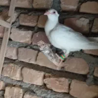 کاشمر عارف اباد