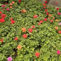 همکاری با نصفه کار گیاهان آپارتمانی در گلخانه|استخدام صنعتی، فنی، مهندسی|تهران, میدان میوه و تره‌بار مرکزی|دیوار