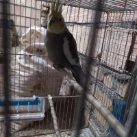 کبوتروعروس هلندی