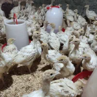 جوجه بوقلمون بیوتی ۶