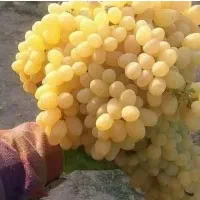 فروش و عرضه انواع نهال  ارسال به سراسر کشور