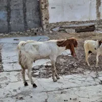 دو پازن پا کستانی ویک بز درجه یک آدرس کاکی|حیوانات مزرعه|بوشهر, |دیوار