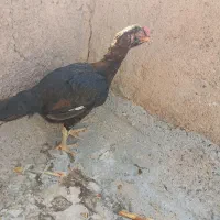 مرغ لاری