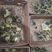 انواع جوجه غاز و قو غاز و تخم