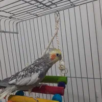 ۳عدد عروس هلندی گلباقلی