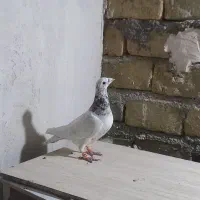 سار کرمونی سوسکی سرخ