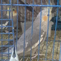 دوعدد عروس نر