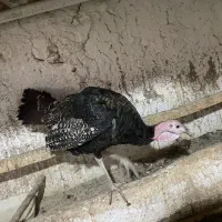 بوقلمون نر ۴.۵ماه