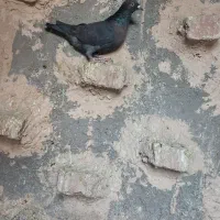 کفتر فروشی|پرنده|بیرجند, |دیوار