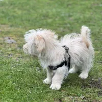 فروش یا معاوضه سگ مالتیپو یک ساله|سگ|فردیس, فردیس|دیوار