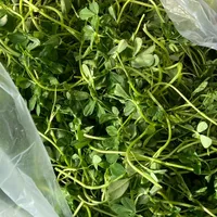 سبزی