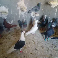 دسته ۳۰تای پلاکی