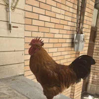 خروس