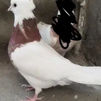 کفتر|پرنده|تربت جام, مولانا|دیوار