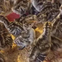 جوجه