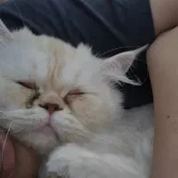 واگذاری گربه پرشین سوپر فلت|گربه|سیرجان, |دیوار