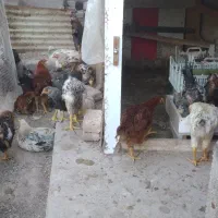 جوجه مرغ و خروس نزدیک تخم گذاری|حیوانات مزرعه|تبریز, |دیوار