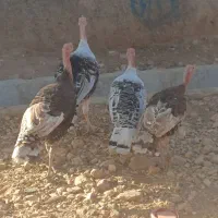فروش بوقلمون محلی