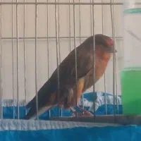 قناری شلاقی