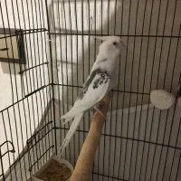 عروس هلندی البینو دو کت نر