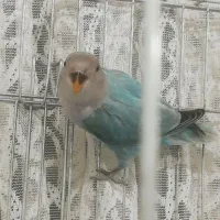 طوطی برزیلی|پرنده|الوند, |دیوار