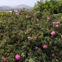 4هکتار کارگاه، باغ شهری، باغ انجیر، سوله، سردخانه|عمده‌فروشی|فیروزآباد (فارس), |دیوار