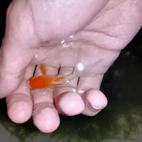 ماهی تترامولی وگلدفیش وکوریدوراس وشریمپ خزه کریسمس|ماهی|صدرا-فارس, فاز ۱|دیوار