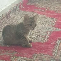 واگذاری رایگان