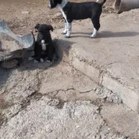 واگذار|سگ|خرمآباد, |دیوار