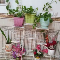 استند گل|گل و گیاه طبیعی|ورامین, ورامین|دیوار