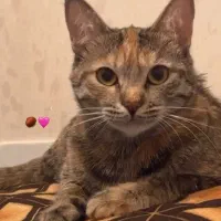 گربه گمشده محدوده معلم