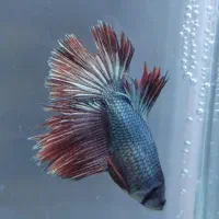 فروش پک های 5 عددی فایتر ماده|ماهی|شیراز, شهرک بهار|دیوار