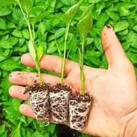 نشا کاهو کلم فلفل بادمجان و ...|خدمات باغبانی و درختکاری|کرج, احدآباد|دیوار