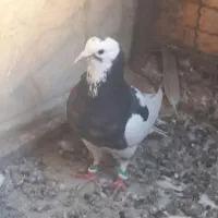 کفتر ۳عدد|پرنده|شهرآباد, |دیوار