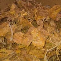 زغال( برگ تنبا کو سرخ)