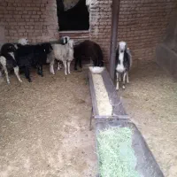 قصابی وگوسفند زنده