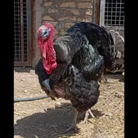 بوقلمون محلی برنز نر-ماده بالغ|حیوانات مزرعه|ورامین, شهرک مدرس|دیوار