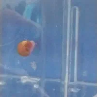 حلزون رامشون اکواریوم