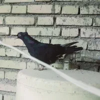 پرنده سالم دوری|پرنده|دزفول, |دیوار