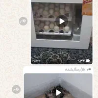 جوجه کشی مدل T25|لوازم جانبی حیوانات|شیراز, کوشک میدان|دیوار