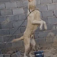 سگ نگهبان.|سگ|شیروان (خراسان), |دیوار