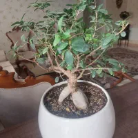 گل بنسای|گل و گیاه طبیعی|اندیشه, اندیشه فاز ۵|دیوار