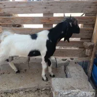 کهره نردوعددچاق وچله