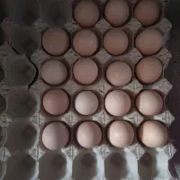 تخم مرغ نطفه دار برهما