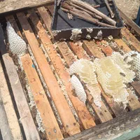 عسل خالص زنبورم می فروشم