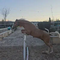 فروش اسب زیبای   ترکمن پرشی