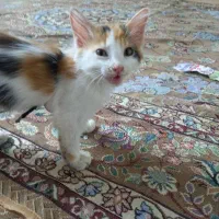 برایتش بسیار زیبا و پر مو مهربان باهوش بازیگوش
